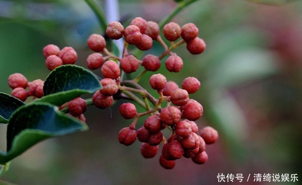 矿泉水瓶|水杯中泡10粒它，赶走体内毒素及寒气，就连免疫力也提高了！