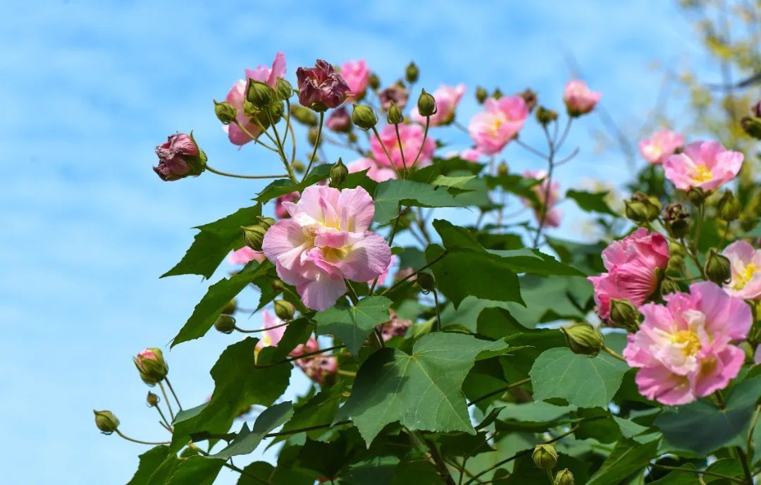 木芙蓉|满园芬芳！保康芙蓉，花色正艳