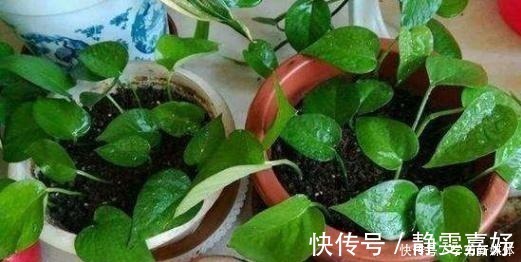 花盆|它简直是绿萝“救命稻草”，真心好用，盆里加点起死药，马上复活！