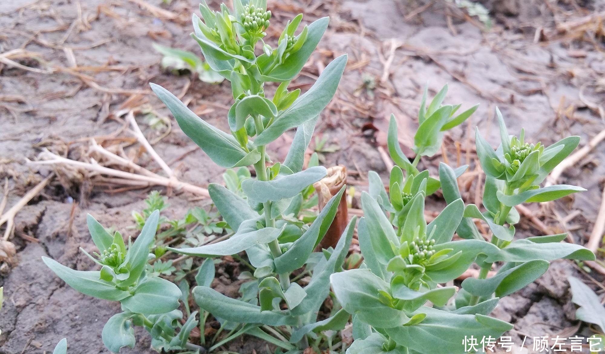 这种植物很传奇，花像瓶子，人称“王不留”，