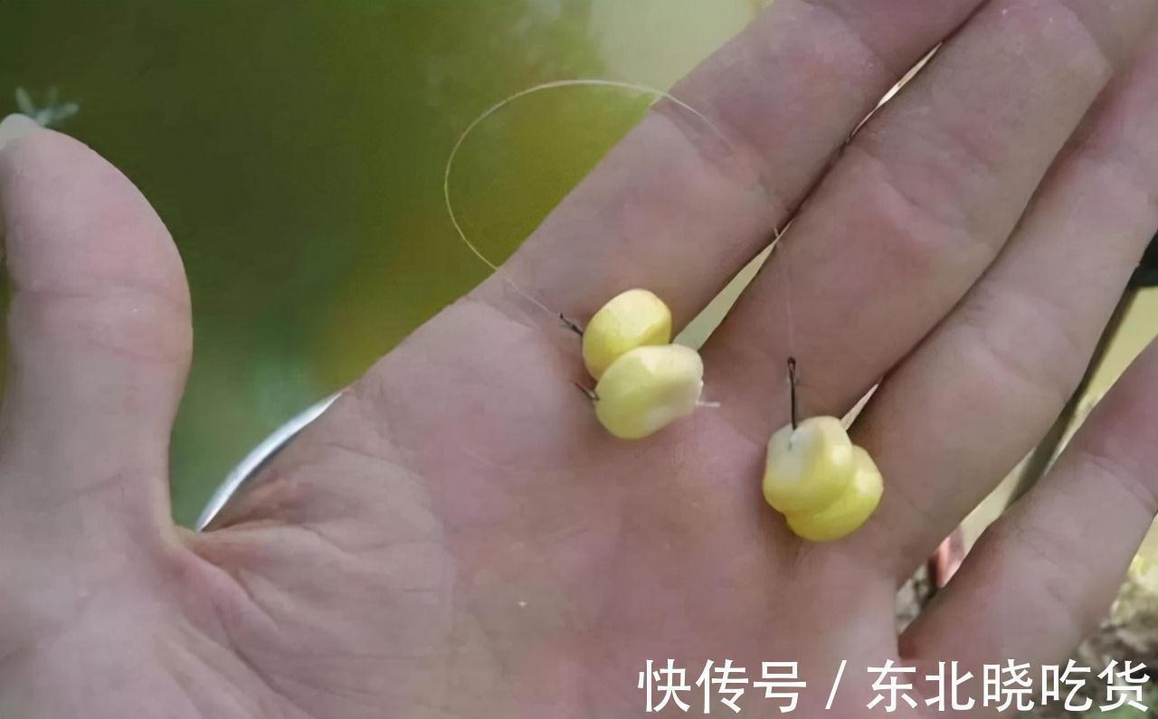 进窝迹象明显,鱼口却一直不好,到底是什么原因导致的