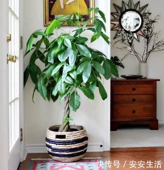 家中养这“4种花卉”,自带“财气”,有钱人养家里都养一盆