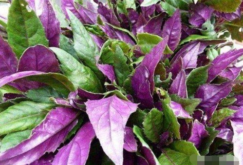 保健|女人坚持吃以下四种食物，美容养生，延缓衰老，更能保护身体健康