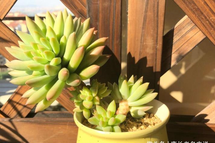 叶片|多肉千佛手放哪里养?不同季节摆放在不同的位置,这样才能养好它