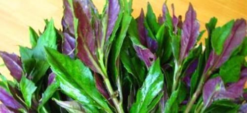 茼蒿|女性养生,坚持吃4种的食物,排出毒素,净化血液,滋养女性子宫