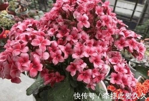 长寿|长寿花花苞打不开?套个袋子捂一捂,快速憋出满枝花!