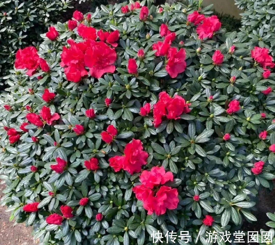 给花喷点它，叶片油绿茂密，花苞嘟噜噜冒出来