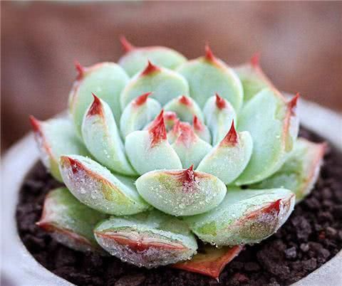 此几种多肉绿植不但美观还容易养，受到很多人的喜爱，你也喜欢吧
