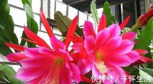 栀子花|4种漂亮花，花朵大、花期长，一年四季开花不断，一开就是300多天