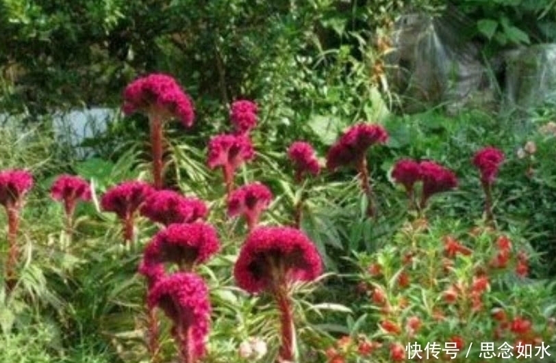 大红花|这种大红花在农村称“鸡冠花”,炒肉吃是一绝,连治病也有奇效