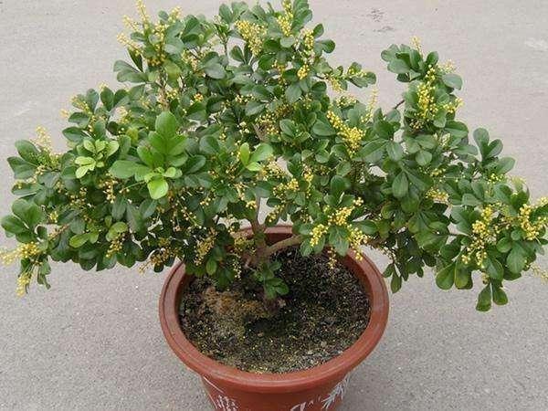 夏养米兰不开花，几点养护技巧教给你，花瓣金灿灿，花香味浓郁