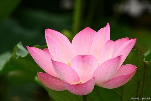 菡萏&荷花诗词21首田田莲叶玉玲珑,点点伎荷碧里红