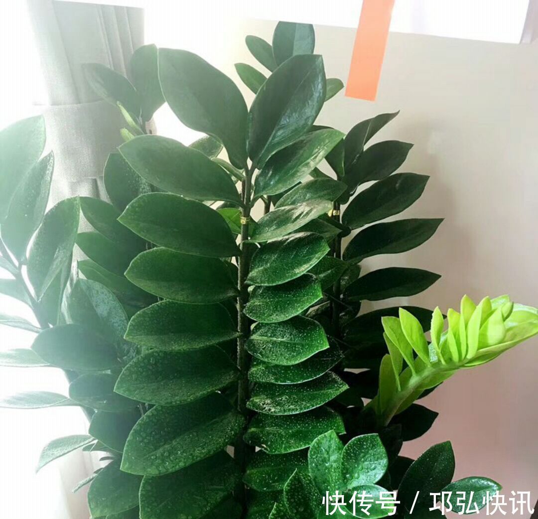 金钱树怎么浇水按照3种方式浇水,金钱树长势旺不黄叶掉叶