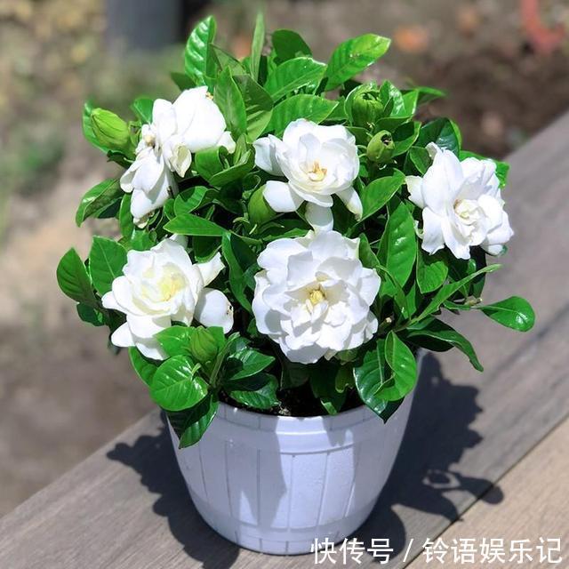 8种“坑人花”,过年谨慎入,没有“高技术”,养一盆枯一盆