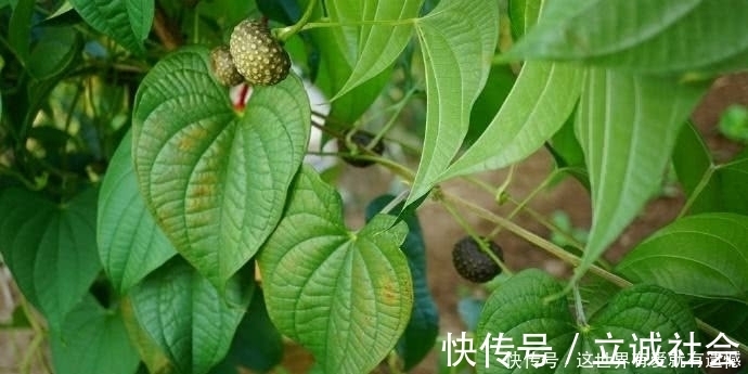 黄独|此物农村玉米地里随处可见,有网友出价3千元,看啥情况?