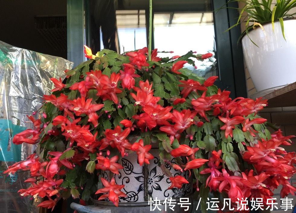 叶片|怕热怕水的蟹爪兰,夏天“这样养”,才能顺利度夏,秋天棒棒哒