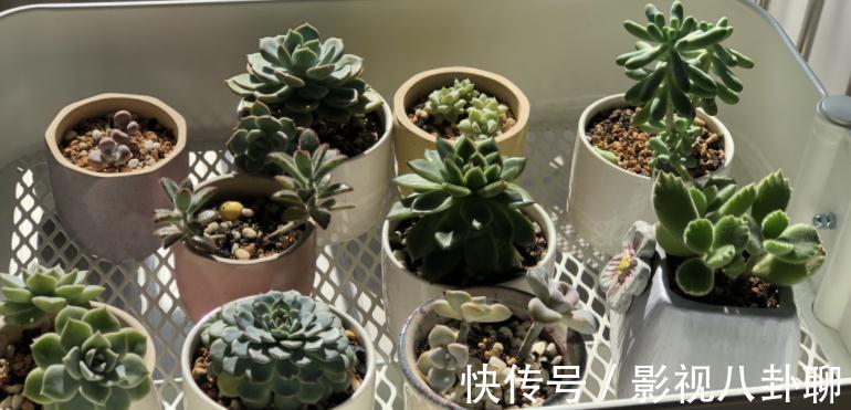 愁多肉“过冬难”，就抓紧做好这4件事，花友：今年盆栽特省心