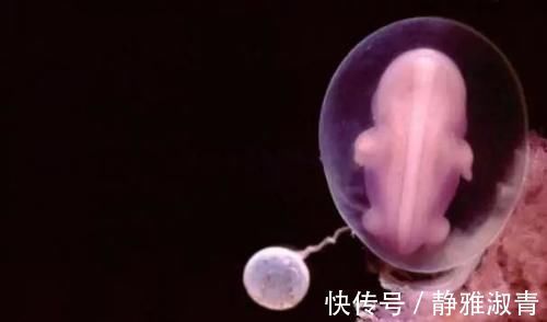 体重|怀孕1~10个月,胎儿发育变化全过程!想“修炼成人”还得过四关