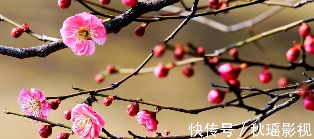 大雪@大雪时节,白雪红梅,品读冬日之词,感受辛弃疾心中的无限愁绪