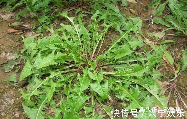 清热|农村这种野草,祛火清热,能喝又能吃,但不能多吃!