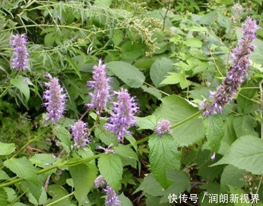 野草|含两片叶子能除口臭的野草,农村称为“山茴香”,才知道价值珍贵