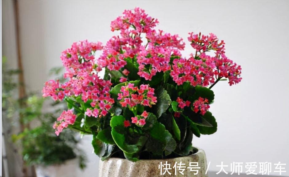 公认的6种吉祥花,株型奇特寓意好,还能吸废气,大人孩子都喜欢