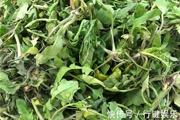 荠菜|糖尿病患者吃什么好常吃几种蔬菜,或能帮助稳定血糖