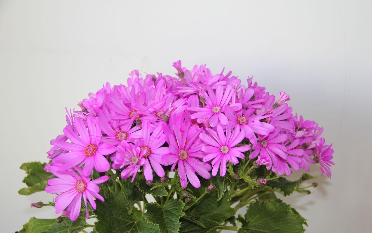 阳台|这些小草花,个个真美人,阳台养几盆,繁花不断,美到不敢看