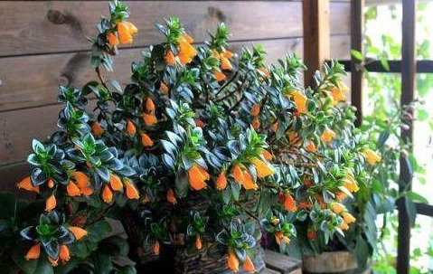 金鱼吊兰此样养护,两个月爆盆开花,邻居都羡慕极了争着养