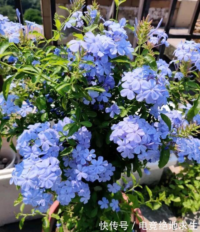 天冷后，9种花要“少水、断粮”，不然难过冬