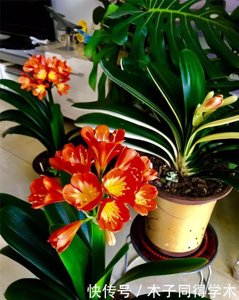 君子兰春天“翻盆”,花盆有讲究,选错了耽误“长新叶”