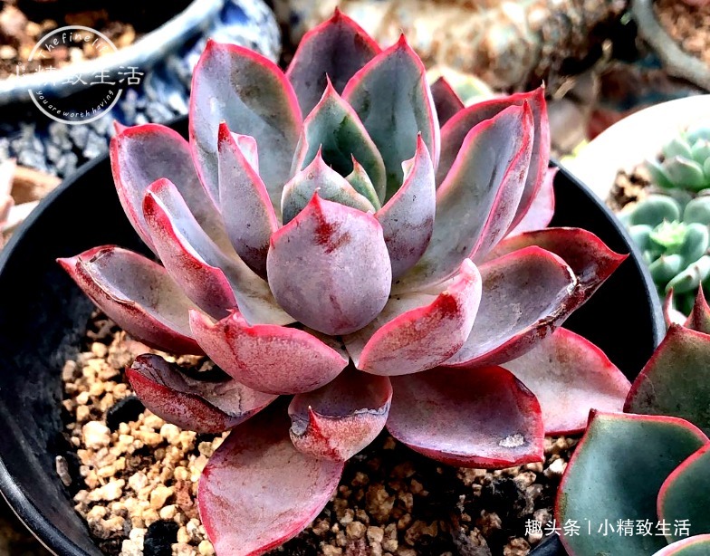 养多肉,土和水是基本,3种土不能用,6种水不能浇,记清楚了