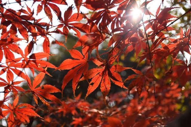  能予|青年眼｜一花一叶也能予人力量