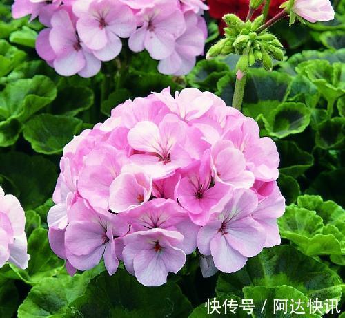 太阳花|4种花,一年四季开花不断,盆栽地栽都能够轻易就开成一片