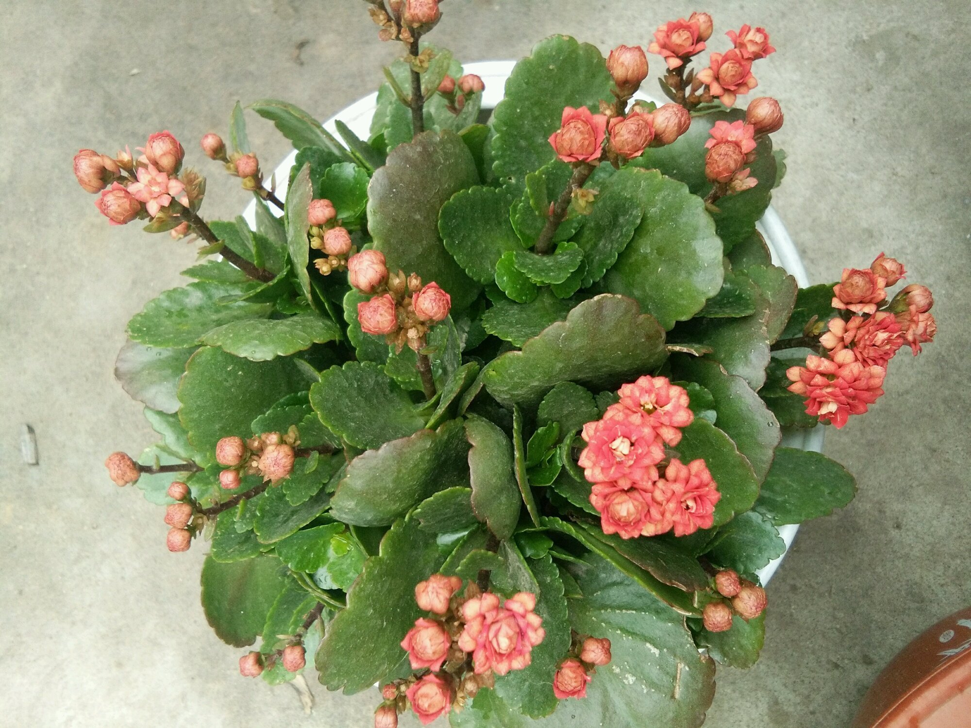 秋季养长寿花,做到这些,枝繁叶茂开花爆盆很简单