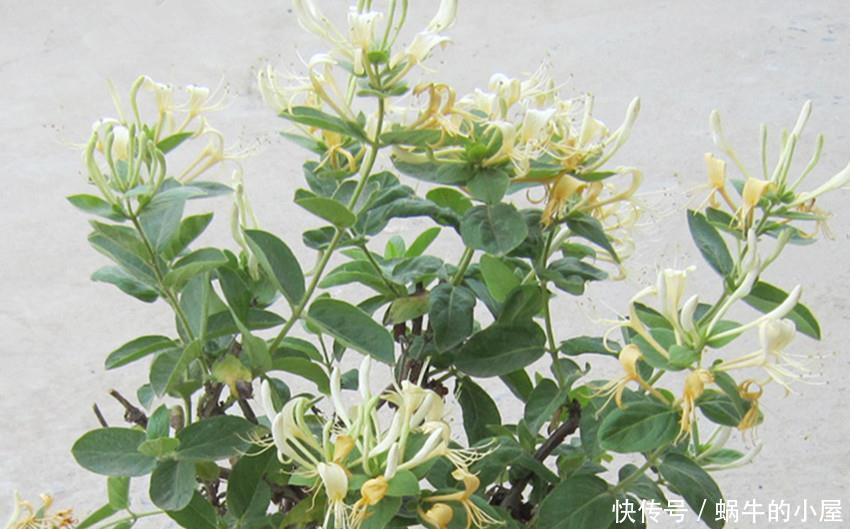 精美|五种精美超凡,颜值出众的花卉,谁都想应有,真正的花叶俱美