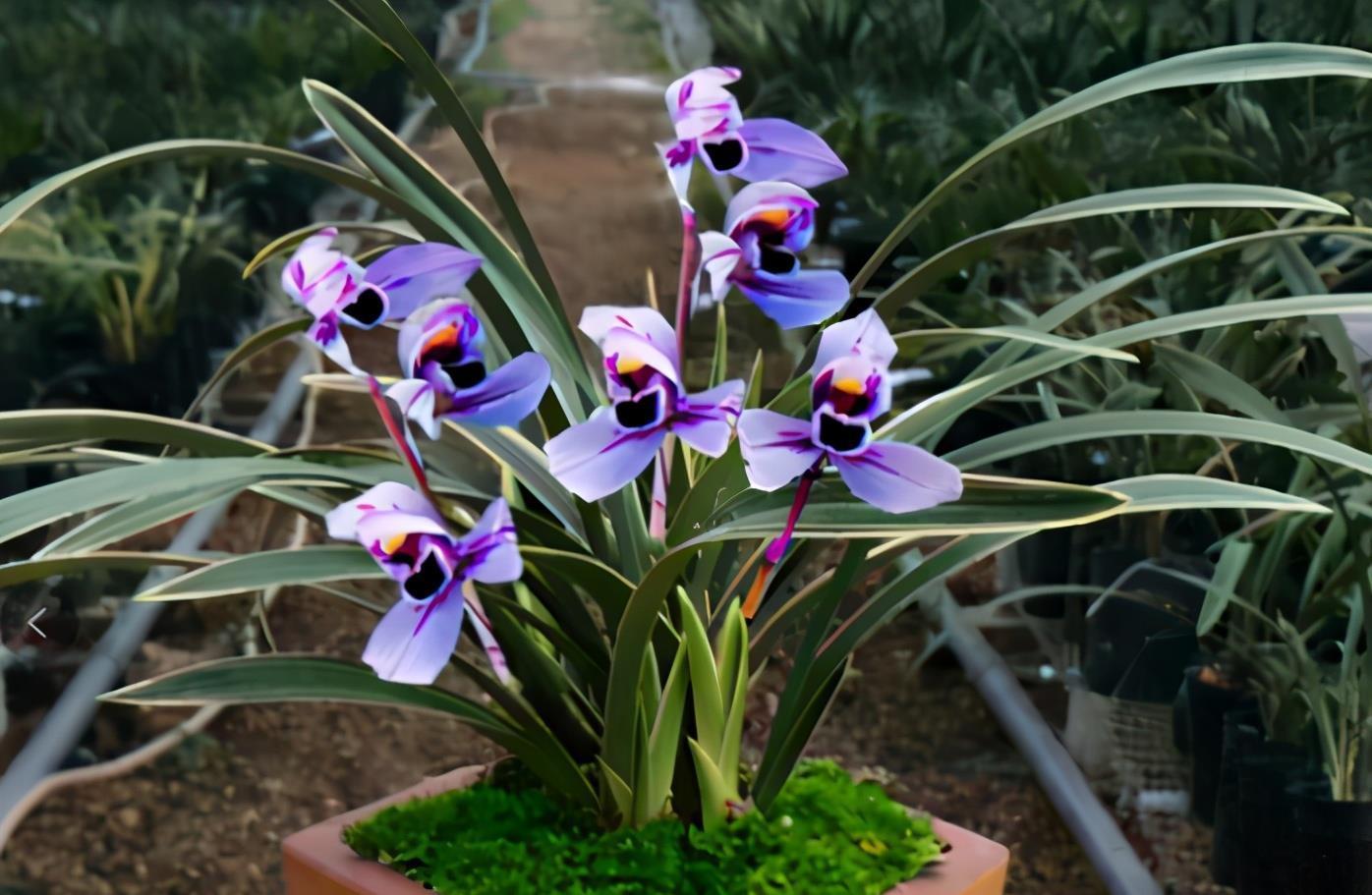 施肥|兰花淋雨长得好?不,有利有弊,掌握住尺度比施肥管用