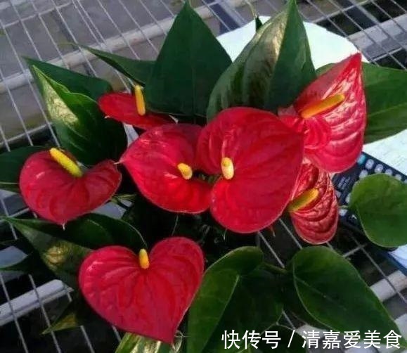 火火|过年之前,给家里养上6种花,花朵红红火火、寓意美好