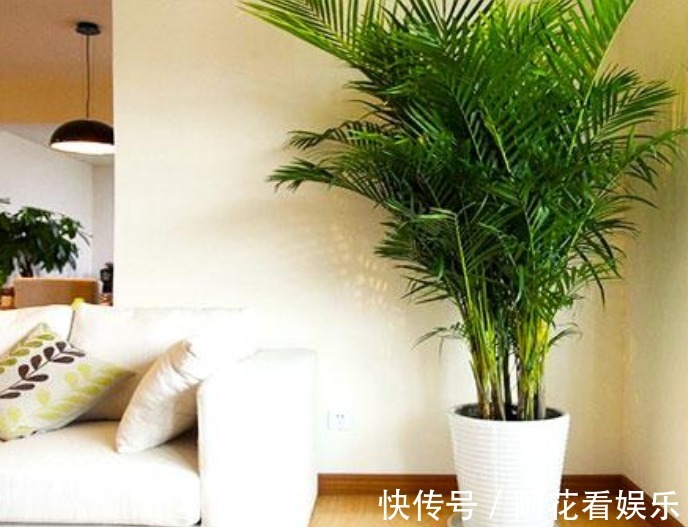 4种花，最适合养客厅，高贵优雅、上档次，开花还特漂亮！