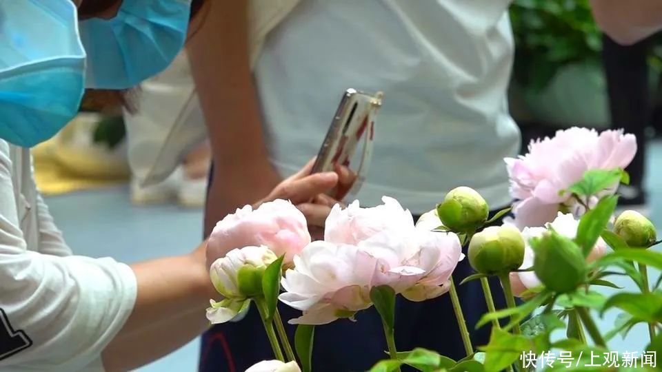 牡丹花 菏泽牡丹绽放花博园，色系多品类全风姿卓然