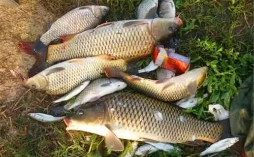 春季钓鲤鱼，这个窝料香味很重，可以试试以下这个窝料配方，钓鲤鱼效果非常好