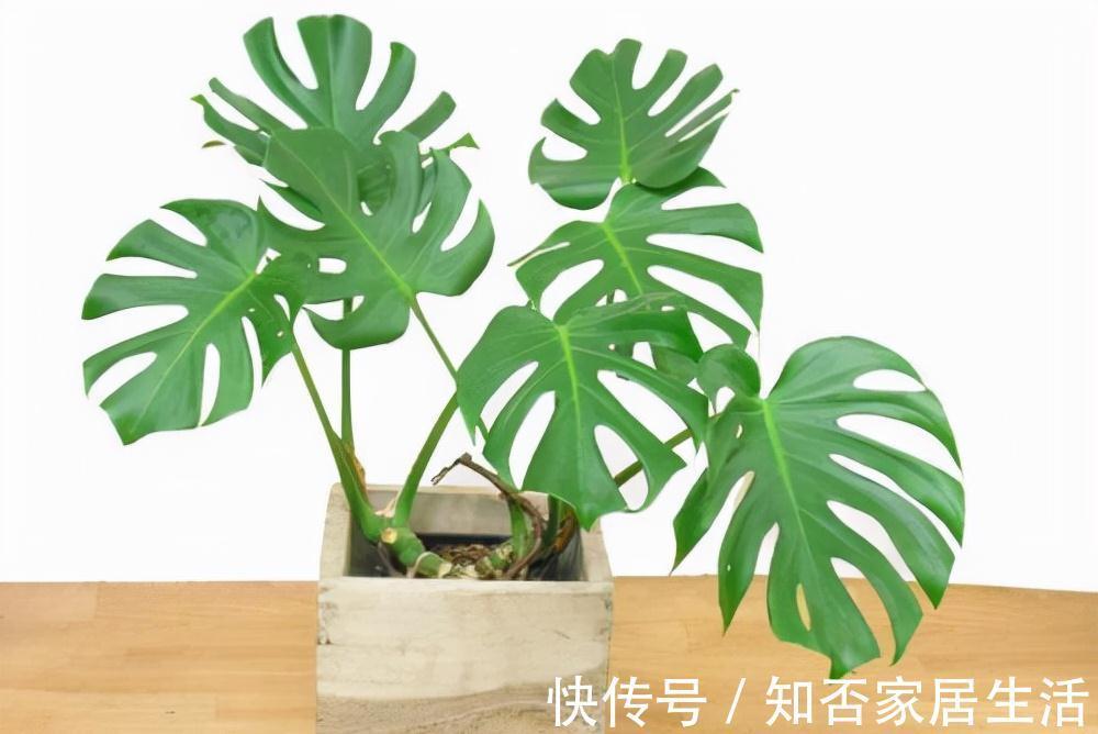 大盆|秋天给龟背竹换个大盆,注意3个重点,缓苗快,不黄叶不烂根