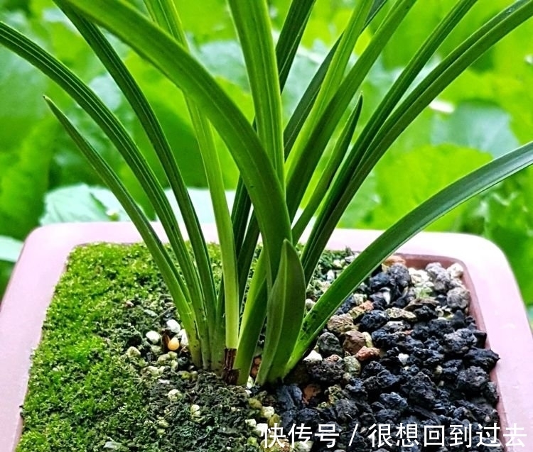 腐叶土|鹅卵石做兰花护盆可以吗?网友的骚操作让人哭笑不得,替兰花无奈