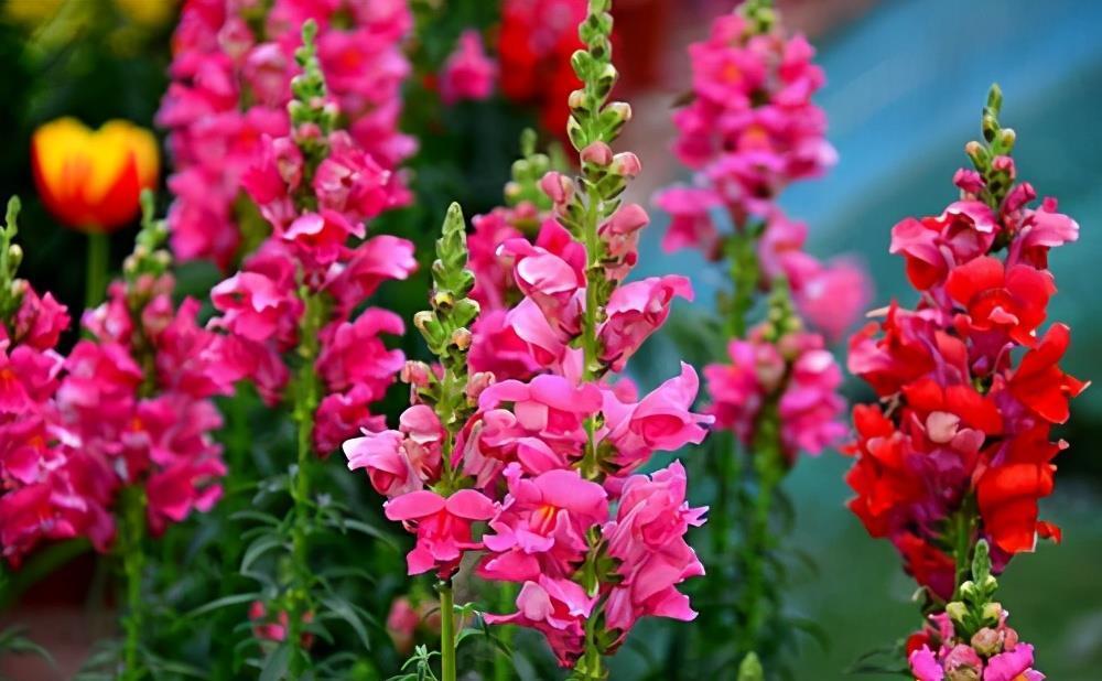 金鱼草花朵像金鱼嘴,熟悉它的习性,养开花很简单