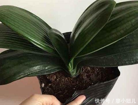 烂根|君子兰浇多烂根？老花匠教你一招，简单实用，教你快速拯救它