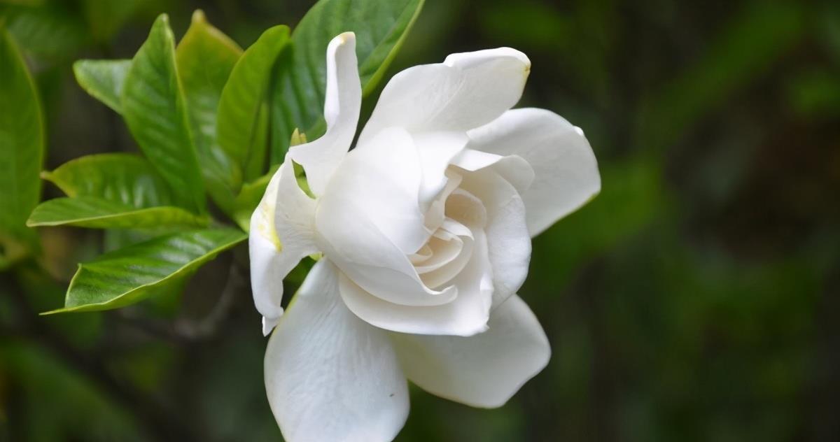 花期|栀子花的花苞打不开，还发黄脱落，是什么原因？教你3招轻松解决