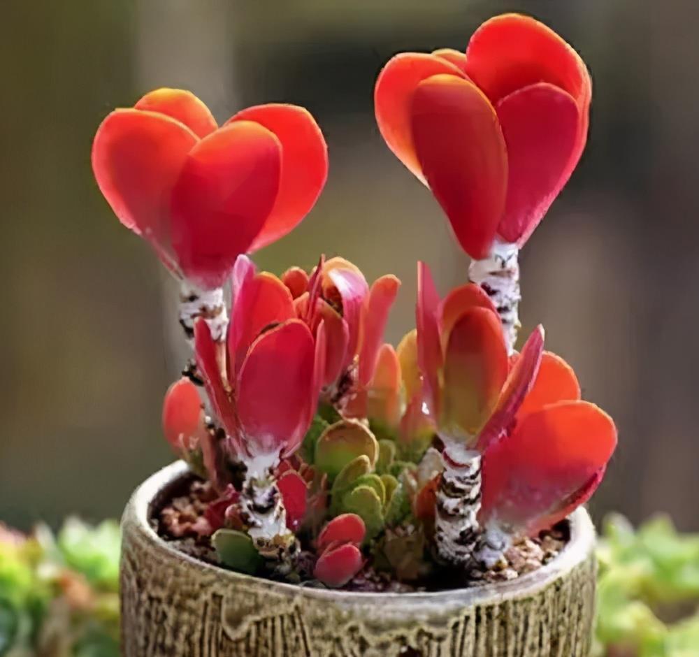 叶子|3种耐晒耐热的多肉，7月也能生机勃勃，高温天气长势旺、易度夏