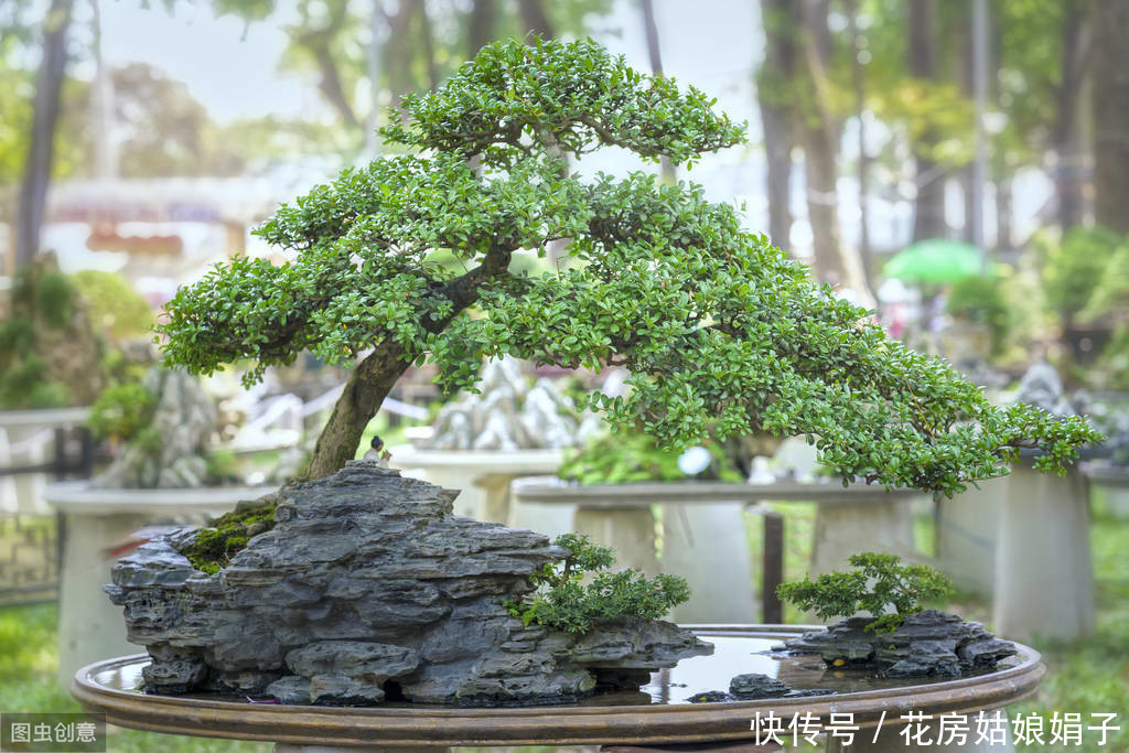 防治|盆景养护管理时，病虫害频繁侵害怎么办？娟子用4个方法来防治