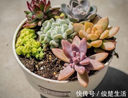 环境温度|新人练手养多肉选这几样，价格便宜，叶子晒晒太阳就成糖果色