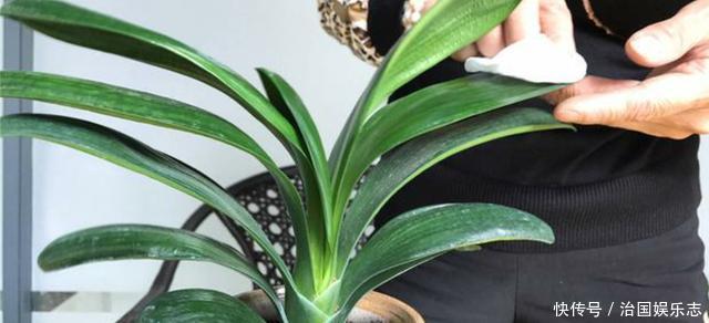 夏天|夏天给君子兰浇水有讲究,掌握几个技巧,不烂根,叶片绿